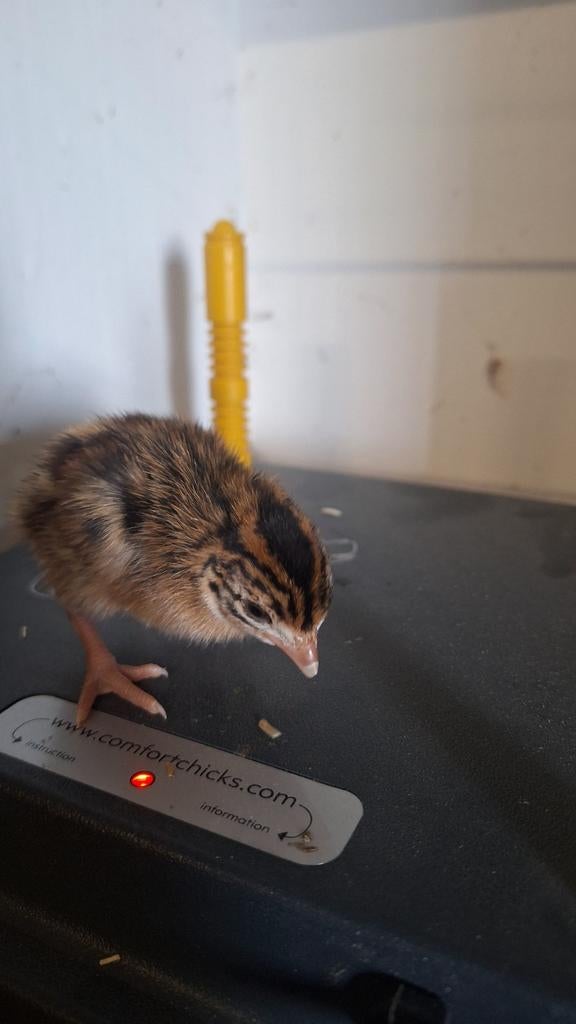 Dagkuikens parelhoenders., Dieren en Toebehoren, Geslacht onbekend, Kleurkanarie