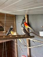 Valkparkieten, Dieren en Toebehoren, Meerdere dieren, Parkiet