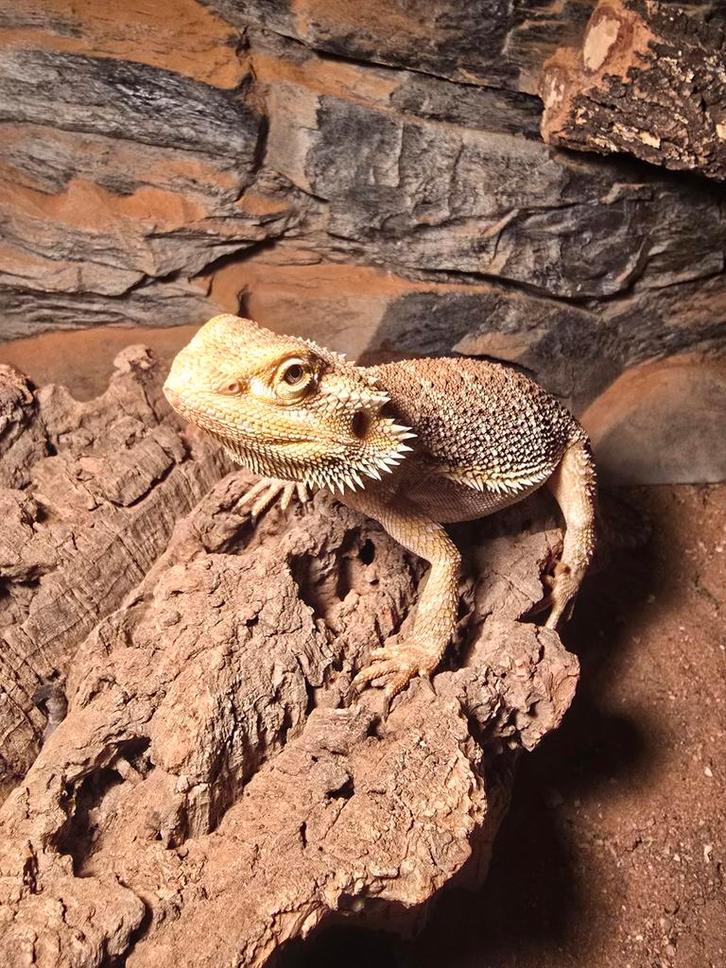 Baardagaam en terrarium