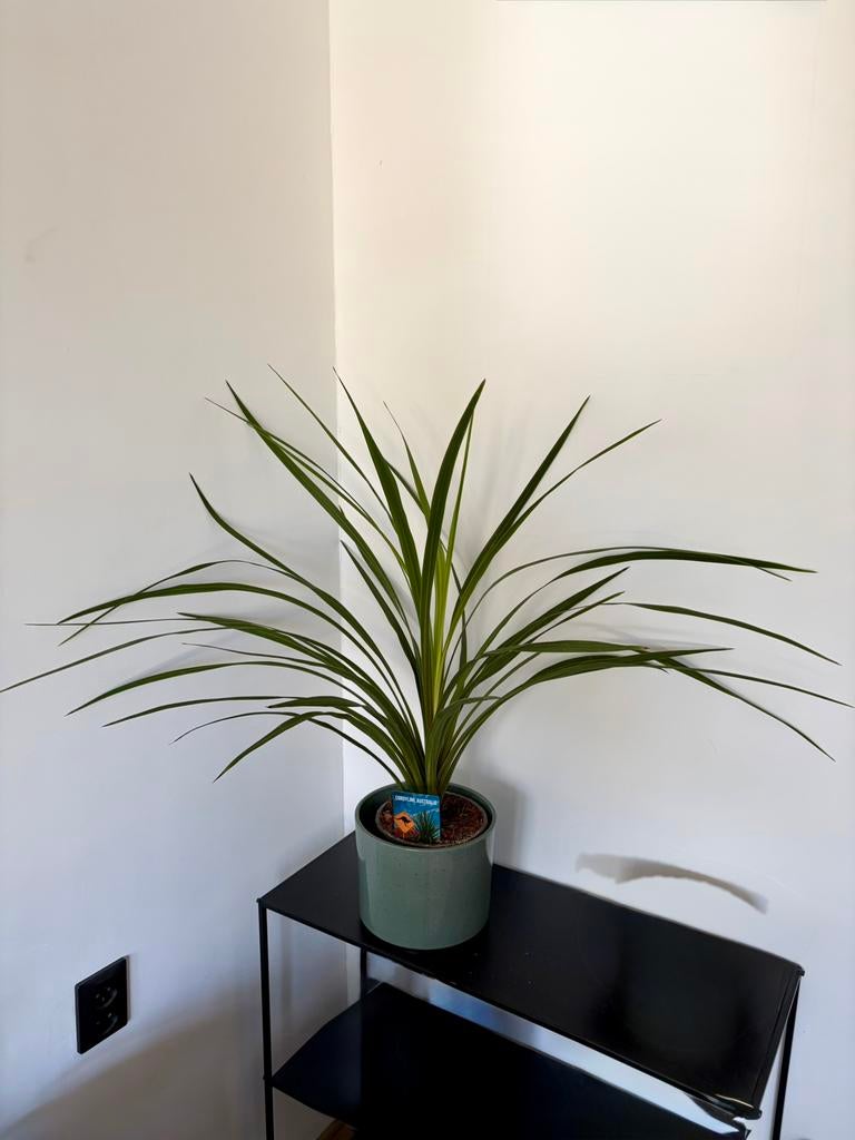 Kamerplant, Huis en Inrichting, Kamerplanten, Ophalen of Verzenden, Halfschaduw, Minder dan 100 cm