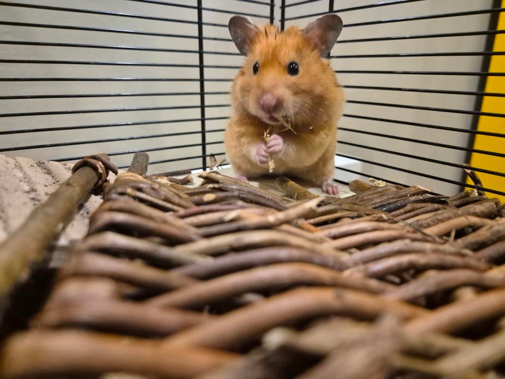 Syrische Hamster, Minder dan 75 cm, Zo goed als nieuw, Ophalen, Minder dan 60 cm