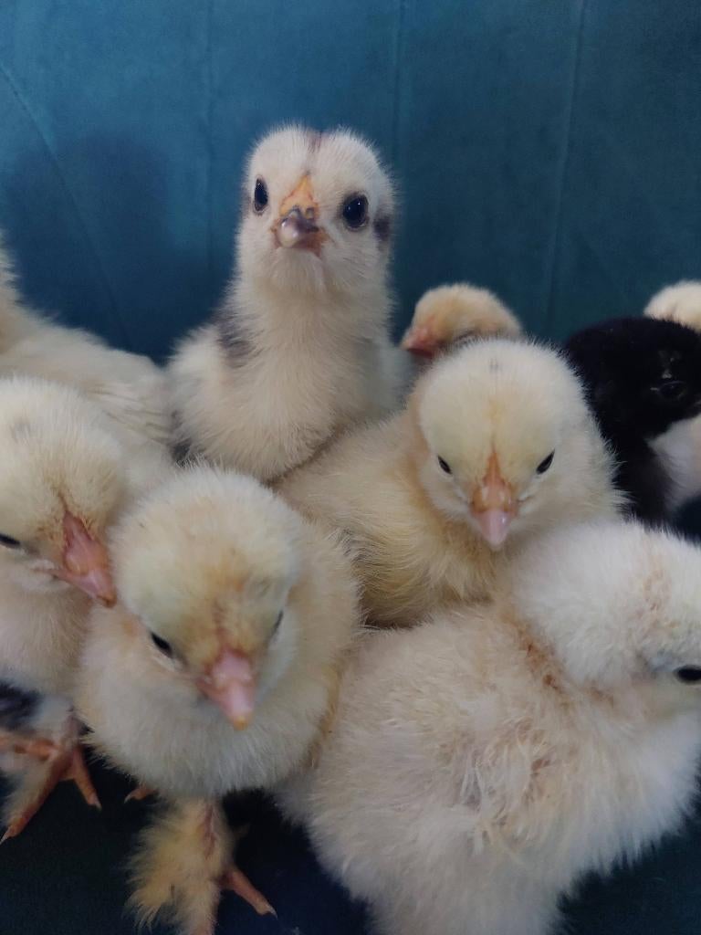 Te koop Brahma kuikens (hennen) groot, Dieren en Toebehoren, Pluimvee, Vrouwelijk, Kip