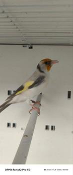 Putter man, Mannelijk, Wildzangvogel