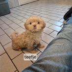 lieve raszuivere choco gekleurde shih tzu pups, Dieren en Toebehoren, Honden | Chihuahua's en Gezelschapshonden, Overige rassen