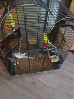 Grasparkieten, Dieren en Toebehoren, Vogels | Parkieten en Papegaaien