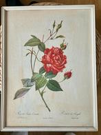 Schilderij Rosa Indica Cruenta v Rosier du Bengale, Ophalen