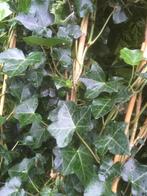 Hedera Hibernica/180 cm/aanbieding/gaaswerk/klimop, Ophalen, Vaste plant, Bloeit niet, Halfschaduw