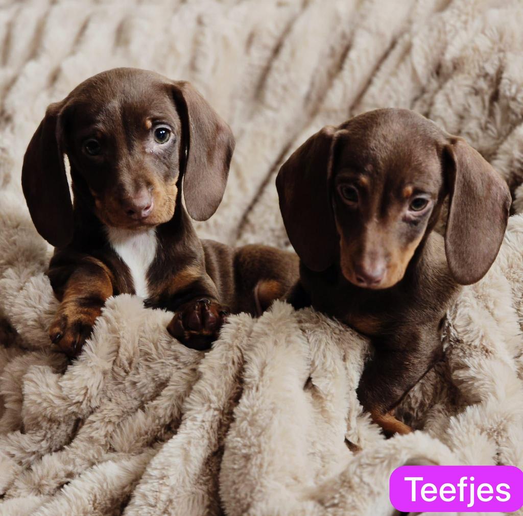 Lieve teckel pups zoeken warm mandje, 8 tot 15 weken, CDV (hondenziekte), Korthaar, Dwerg