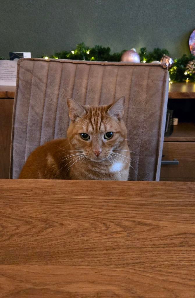 Rode kater Baloe 10 jaar, Dieren en Toebehoren, Katten en Kittens | Overige Katten, Kater, Kortharig, 6 jaar of ouder