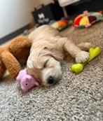 Prachtige goldendoodle pups uit geteste ouders, België, 8 tot 15 weken, Meerdere, Meerdere dieren