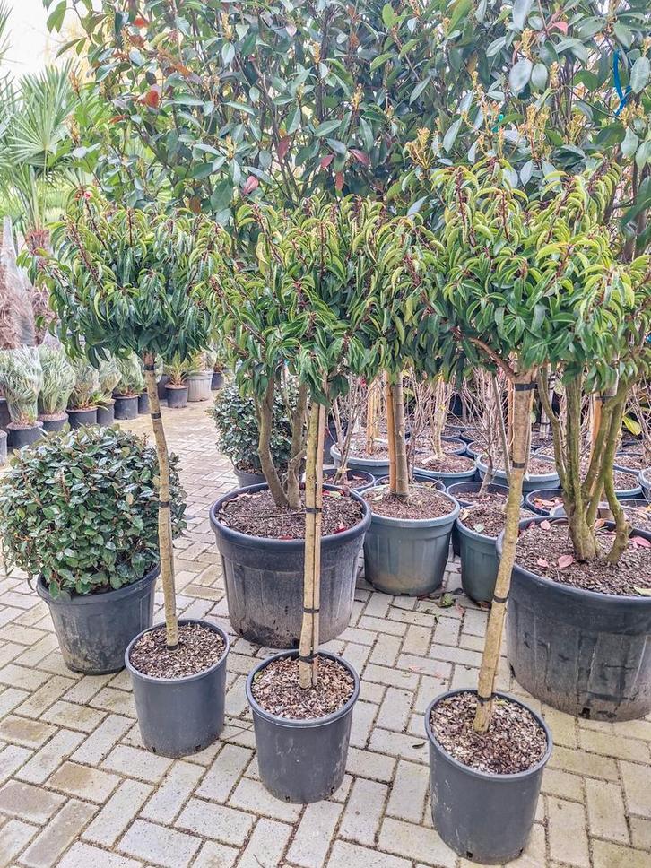 Prunus angustifolia, portugese laurier bol op stam, Tuin en Terras, Planten | Tuinplanten, Overige soorten, Halfschaduw, Ophalen