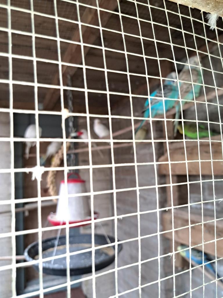 Parkieten, Dieren en Toebehoren