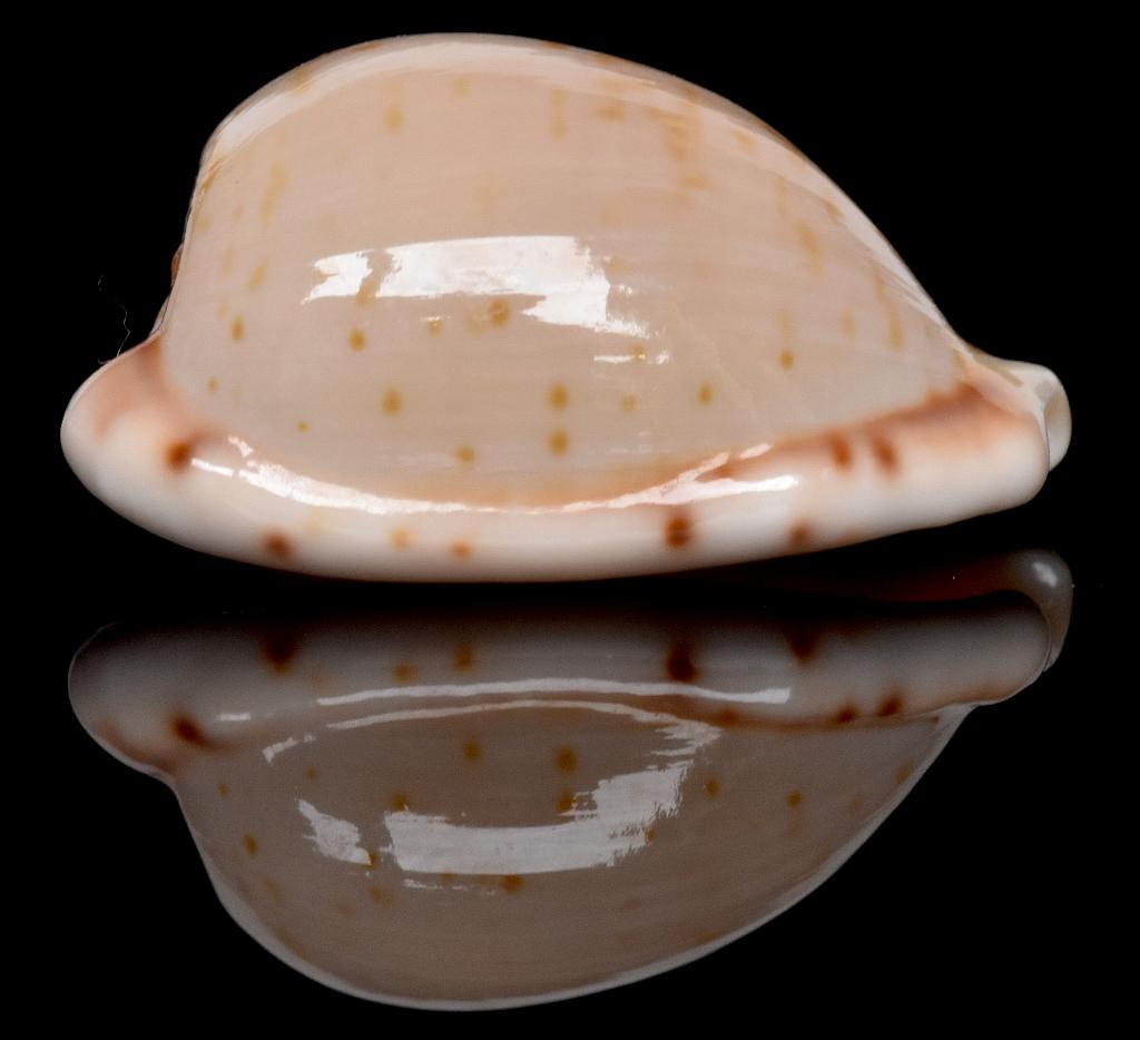 Schelpen: Cypraea edentula 18,9mm (Gem) Zuid-Afrika, Ophalen of Verzenden, Schelp(en)