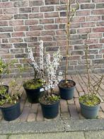 Planten voor het voedselbos, Ophalen, Minder dan 100 cm, Overige soorten, Lente