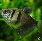 Rouwtetra - Gyminocorymbus ternetz - Koidream Valburg, Vis, Zoetwatervis