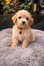 Maltipoo pups Maltezer x toy poedel, Dieren en Toebehoren, Overige rassen, 8 tot 15 weken, Parvo, Meerdere