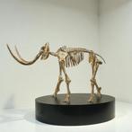Mammoth Skeleton / Mammoet Skelet Sculpture, Ophalen of Verzenden
