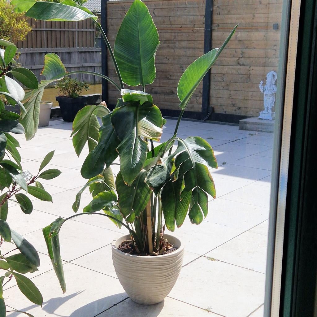 Grote Strelitzia plant met pot, Huis en Inrichting, Kamerplanten, Ophalen, Overige soorten, In pot, 150 tot 200 cm