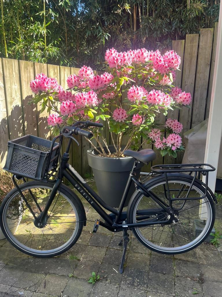 Dames gazelle stadsfiets, 47 tot 50 cm, Ophalen, Zo goed als nieuw, Versnellingen