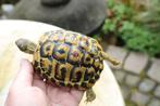 testudo hermanni hermanni griekse landschildpad, Schildpad, 3 tot 6 jaar