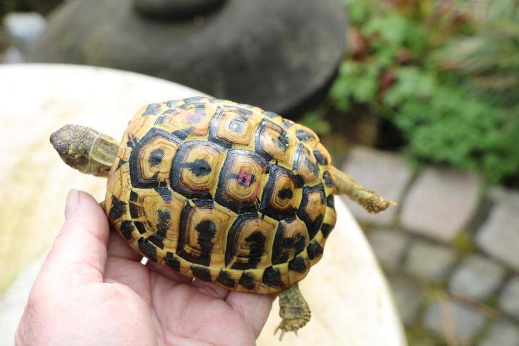 testudo hermanni hermanni griekse landschildpad, Dieren en Toebehoren, Reptielen en Amfibieën, Schildpad, 3 tot 6 jaar