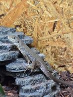 Parelhagedissen nakweek 2025, Dieren en Toebehoren, Hagedis, 0 tot 2 jaar
