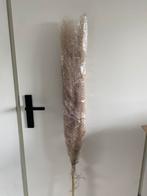 Pampuspluimen, Ophalen of Verzenden, Nieuw