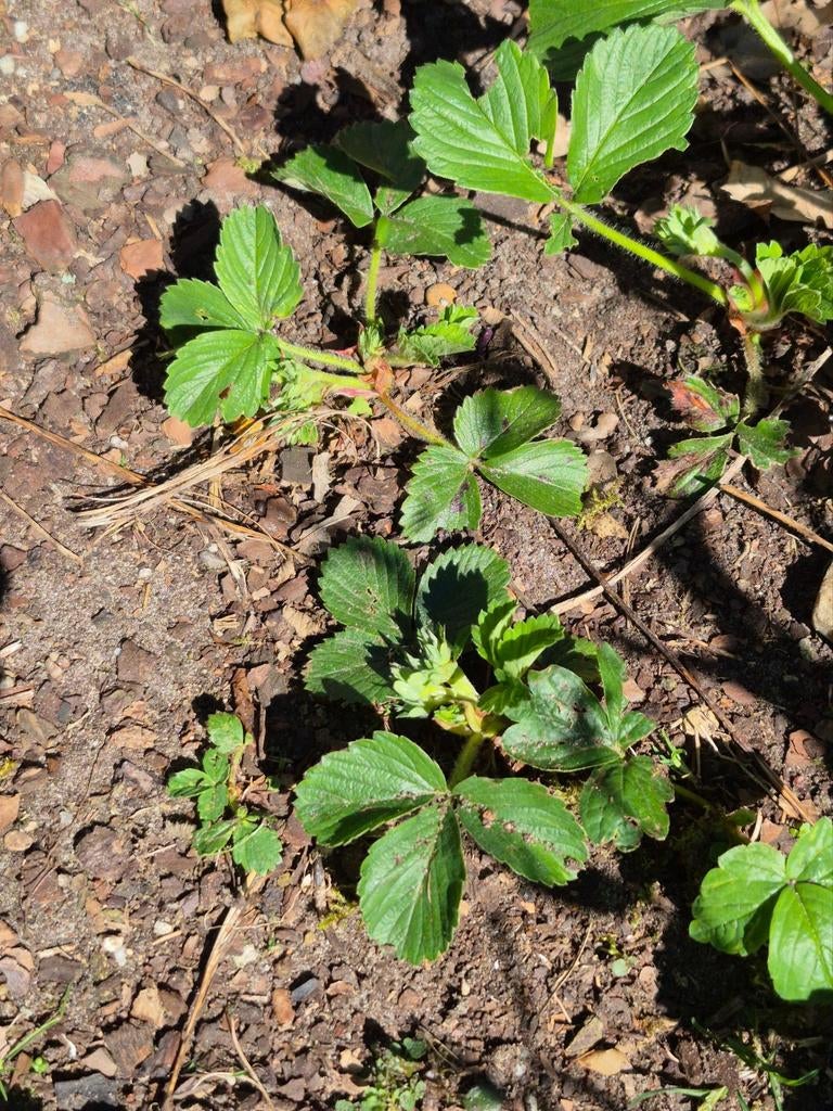 Biologische aardbeien doordragers nog maar 10 over!, Tuin en Terras, Ophalen of Verzenden, Minder dan 100 cm, Overige soorten