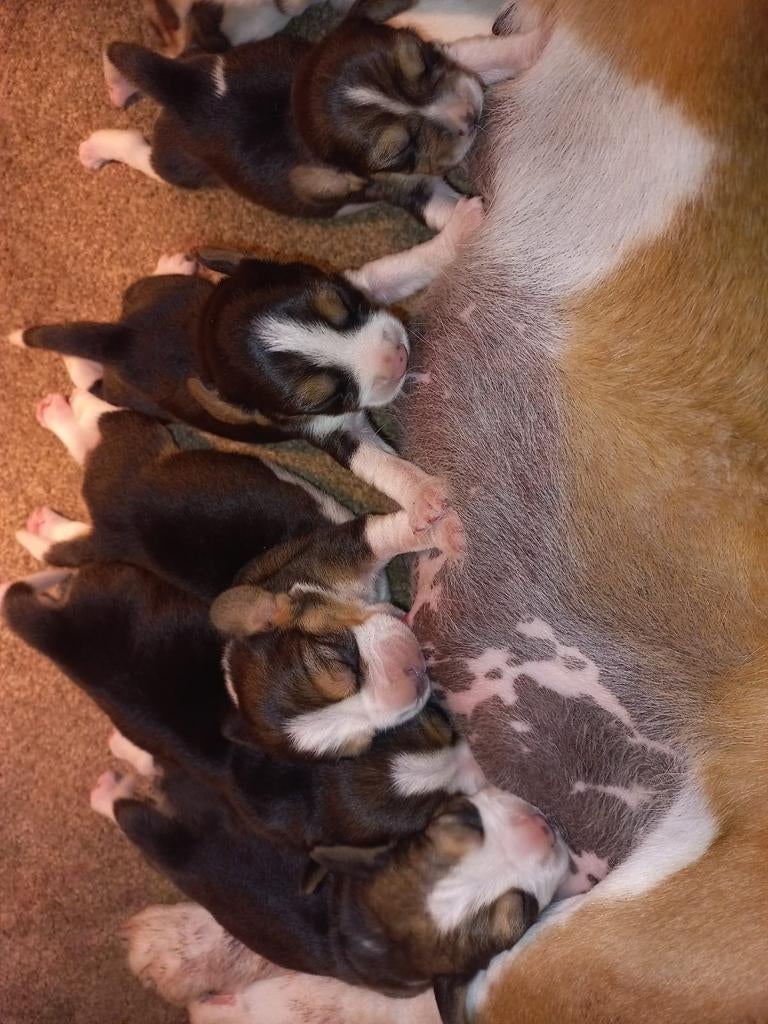 Prachtige Beagle pups met stamboom, Parvo, Beagle, 8 tot 15 weken, Meerdere dieren