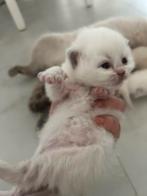 Britse korthaar - ragdoll kittens, Meerdere dieren, Ontwormd