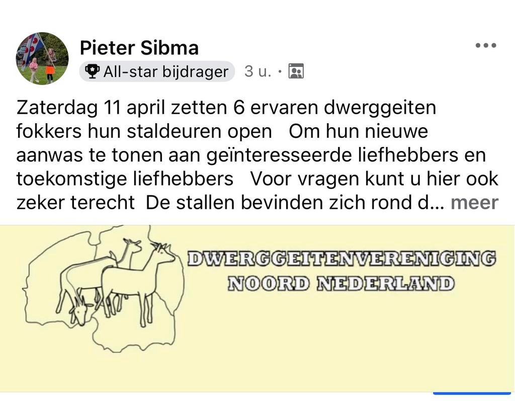 Dwerggeit     Dwerggeitjes, Dieren en Toebehoren, Schapen, Geiten en Varkens, Vrouwelijk, Geit