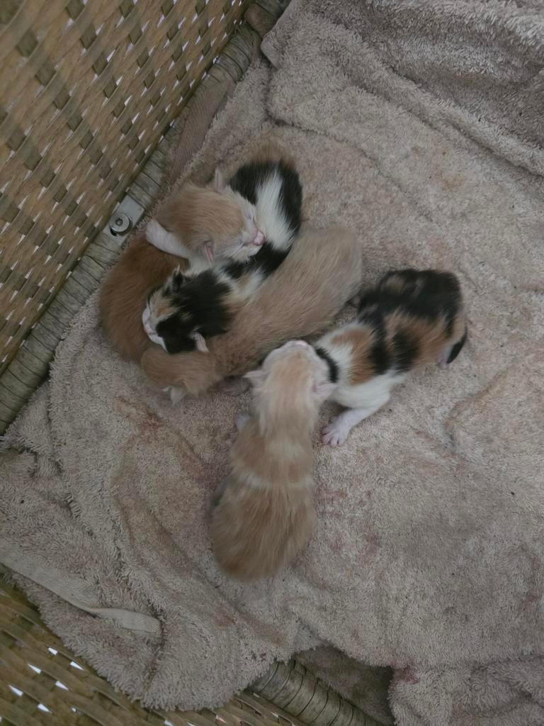 Maine coon x boskat, Meerdere dieren, Ontwormd, 0 tot 2 jaar