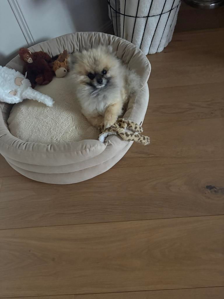 pomeriaan reutje, Dieren en Toebehoren, Honden | Poolhonden, Keeshonden en Oertypen, Keeshond, Reu, Parvo, Eén hond