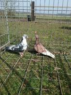 Mooi span kumru fluitduiven duiven, Meerdere dieren, Overige soorten