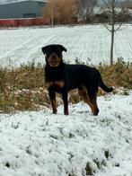 Dekreu rottweiler, Reu, 1 tot 2 jaar, Parvo, Eén hond