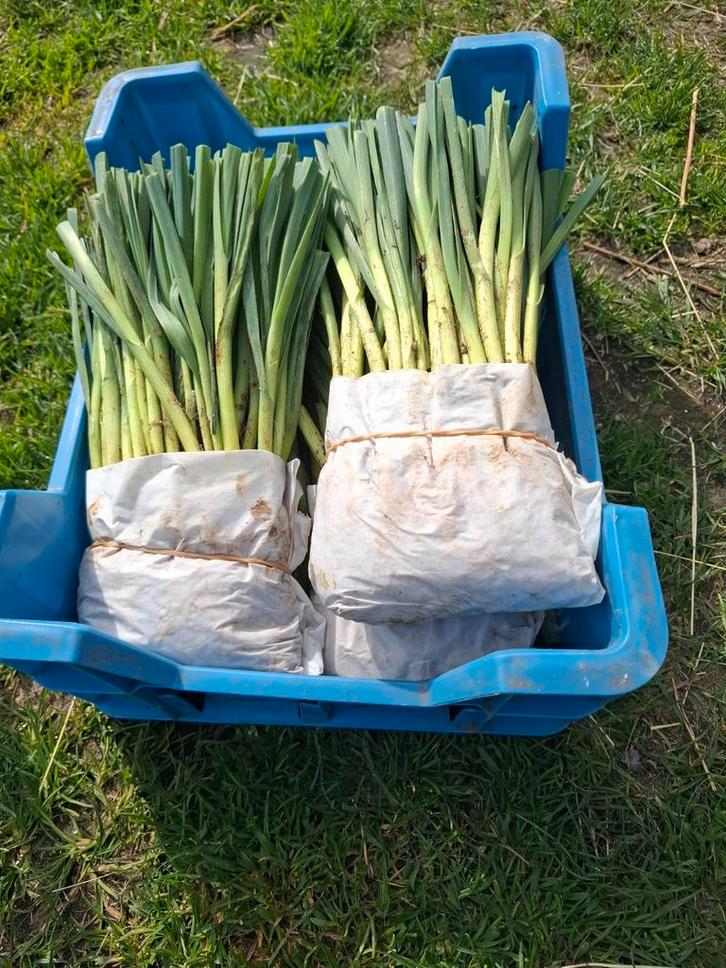 Prei planten, Tuin en Terras, Planten | Tuinplanten, Eenjarig, Groenteplanten, Volle zon, Ophalen