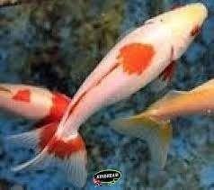 Wakin Goudvis Mix Ca. 7/10 cm - Koidream Valburg, Dieren en Toebehoren, Vissen | Vijvervissen, Goudvis(sen)
