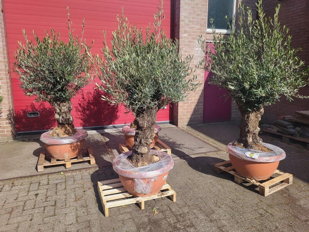 Mooie oude grillerige olijfbomen!, Volle zon, Ophalen of Verzenden, 100 tot 250 cm, Olijfboom