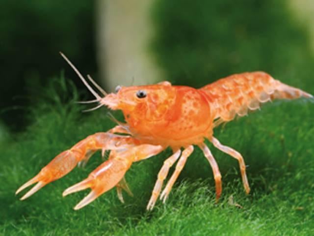 cpo kreeft €9,95, Dieren en Toebehoren, Kreeft, Krab of Garnaal, Zoetwatervis