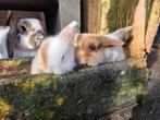 Knappe babys te koop, Dieren en Toebehoren, Konijnen, Meerdere dieren, Klein, Hangoor, 0 tot 2 jaar