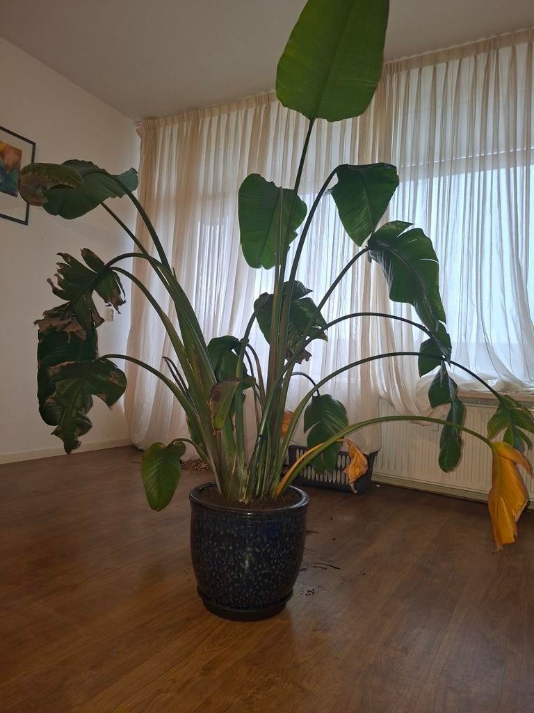 Strelitzia Nicolai inclusief pot, Huis en Inrichting, Kamerplanten, Ophalen of Verzenden