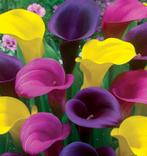 zantedeschia, calla, aronskelk knollen, Overige soorten, Volle zon, Vaste plant, Ophalen of Verzenden