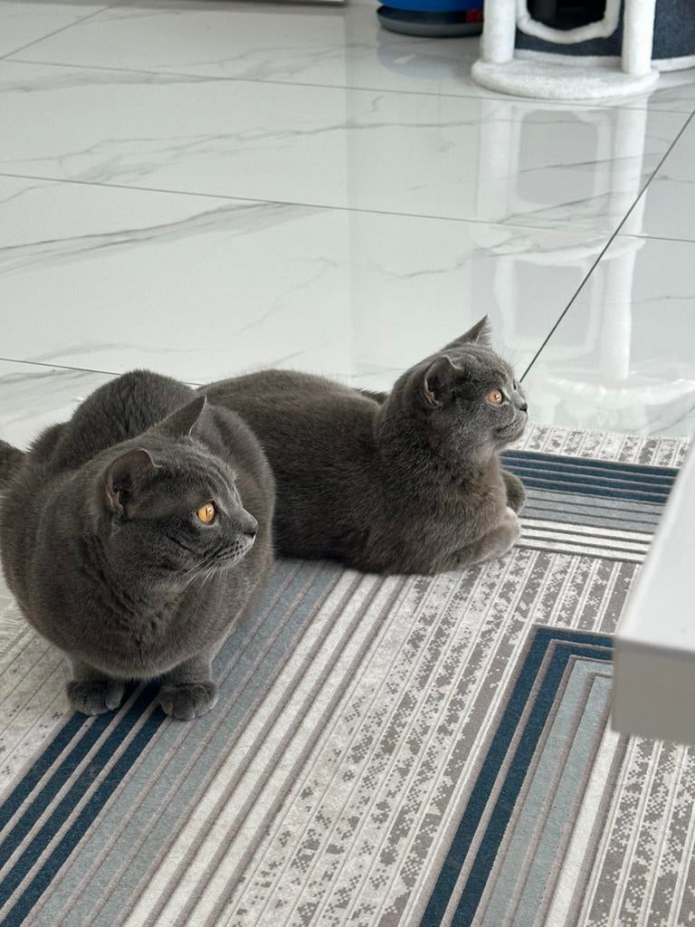 Prachtige britse korthaar kitten TE KOOP!!, Poes, Kortharig, 0 tot 2 jaar