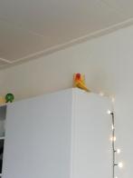 agapornis, Meerdere dieren, Dwergpapegaai of Agapornis, Tam