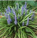 Liriope muscari 'Ingwersen', leliegras, siergras in p9, Tuin en Terras, Planten | Tuinplanten, Ophalen, Volle zon, Vaste plant
