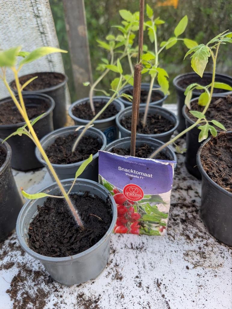 biologische Snacktomaat plantjes, Tuin en Terras, Planten | Fruitbomen, Ophalen, Minder dan 100 cm, Overige soorten, Zomer