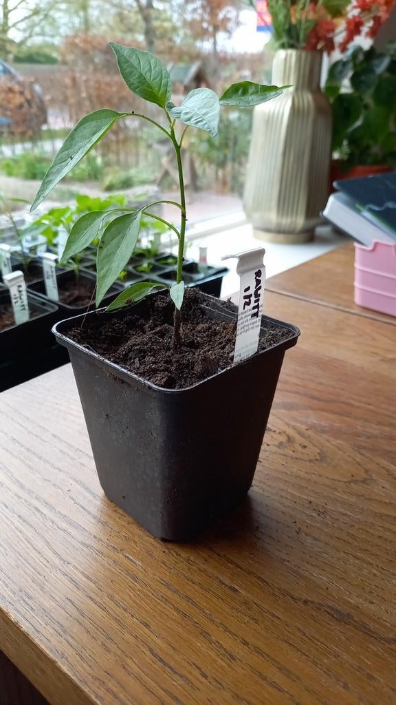 Rode paprika, lombok en rawitt plantjes (biologisch), Ophalen, Volle zon, Groenteplanten, Eenjarig