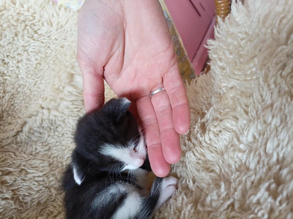 Jonge kittens / poesjes te koop, Meerdere dieren, Ontwormd, 0 tot 2 jaar