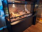 2 luipaardgekko's met terrarium 100x50x50 cm en toebehoren, Dieren en Toebehoren, Reptielen en Amfibieën