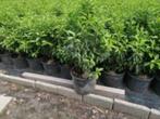 Portugese Laurier, Tuin en Terras, Ophalen, Laurier, 100 tot 250 cm